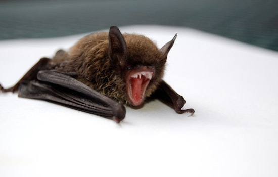 Rabies Alert in Clark County and Carson City Following Confirmed Bat Cases Prompts Pet Vaccine Reminder