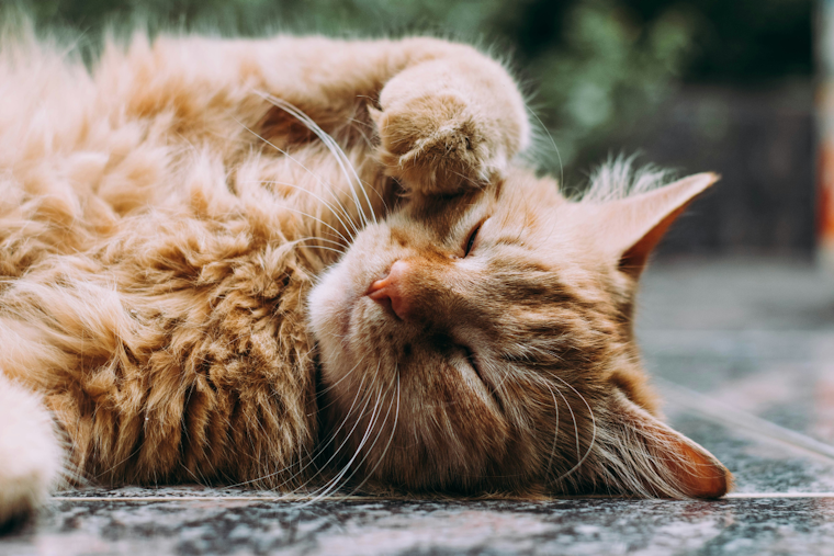 Rabies Alert Issued in Osceola County After Domestic Cat Tests Positive