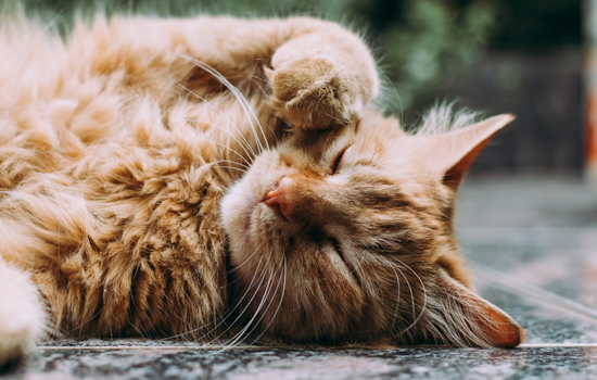 Rabies Alert Issued in Osceola County After Domestic Cat Tests Positive