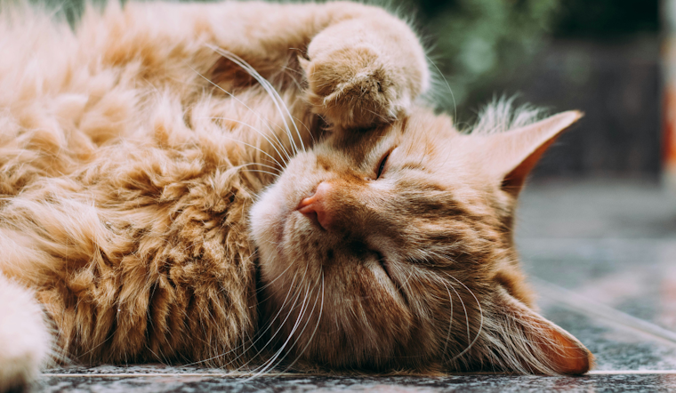 Rabies Alert Issued in Osceola County After Domestic Cat Tests Positive