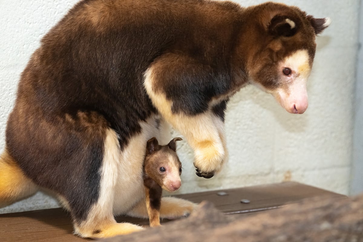 Rare Endangered Tree Kangaroo Joey Makes Adorable Debut at Zoo Miami,