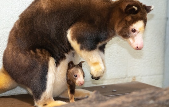 Rare Endangered Tree Kangaroo Joey Makes Adorable Debut at Zoo Miami, Bolstering Species' Survival Hopes