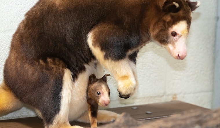 Rare Endangered Tree Kangaroo Joey Makes Adorable Debut at Zoo Miami, Bolstering Species' Survival Hopes