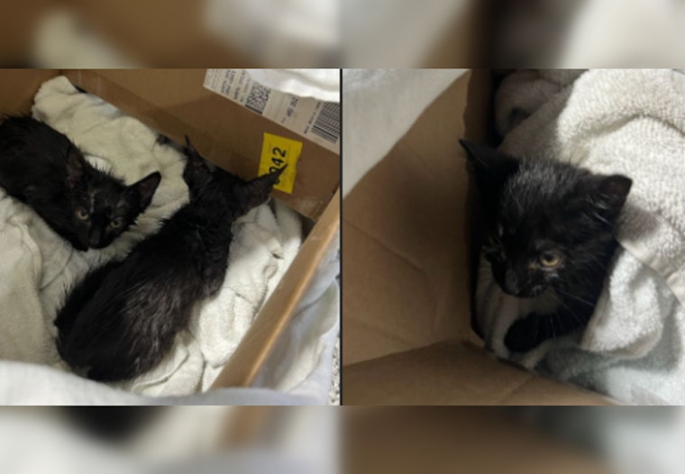 Rescue and Triumph, North Chicago Firefighters Save Kittens Dumped in Porta-Potty