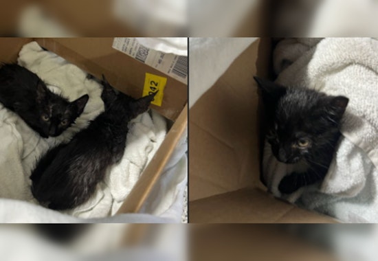 Rescue and Triumph, North Chicago Firefighters Save Kittens Dumped in Porta-Potty