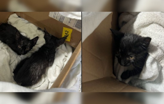 Rescue and Triumph, North Chicago Firefighters Save Kittens Dumped in Porta-Potty