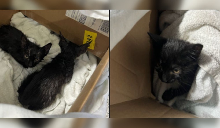 Rescue and Triumph, North Chicago Firefighters Save Kittens Dumped in Porta-Potty