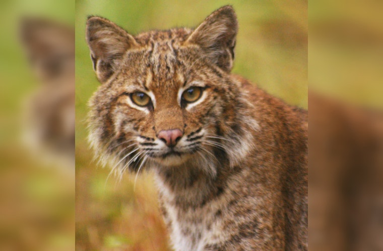 Rescued Bobcat Kitten Succumbs to Severe Malnutrition in Round Rock Despite Rescue Efforts