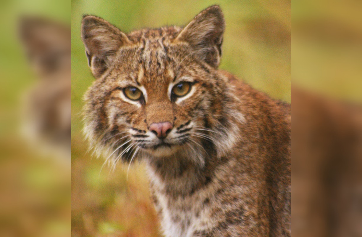 Rescued Bobcat Kitten Succumbs to Severe Malnutrition in Round Rock Despite Rescue Efforts