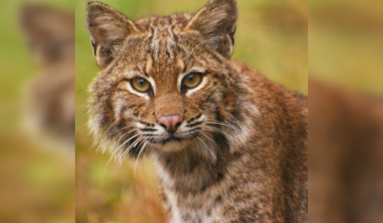 Rescued Bobcat Kitten Succumbs to Severe Malnutrition in Round Rock Despite Rescue Efforts