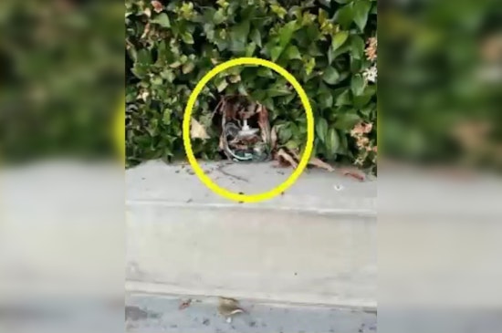 Residents on Alert as Hidden Cameras Found in Southern California Neighborhoods