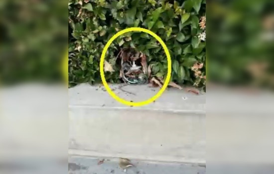 Residents on Alert as Hidden Cameras Found in Southern California Neighborhoods