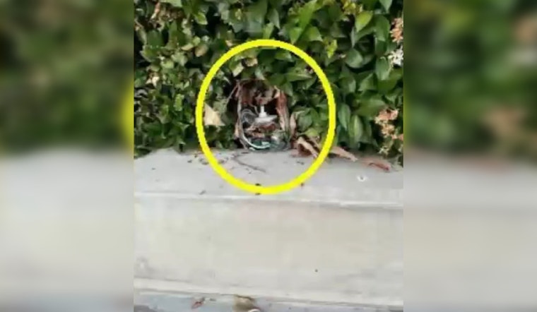 Residents on Alert as Hidden Cameras Found in Southern California Neighborhoods