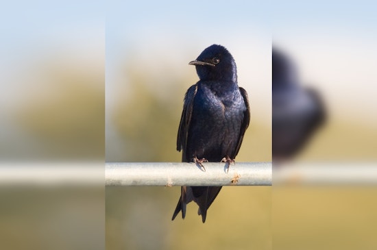 Round Rock's Skies Come Alive with Purple Martins, Witness the Spectacle Near Austin Before Migration to Brazil