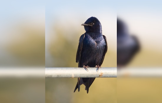 Round Rock's Skies Come Alive with Purple Martins, Witness the Spectacle Near Austin Before Migration to Brazil
