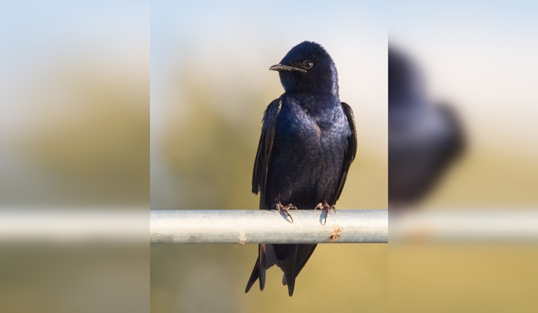 Round Rock's Skies Come Alive with Purple Martins, Witness the Spectacle Near Austin Before Migration to Brazil