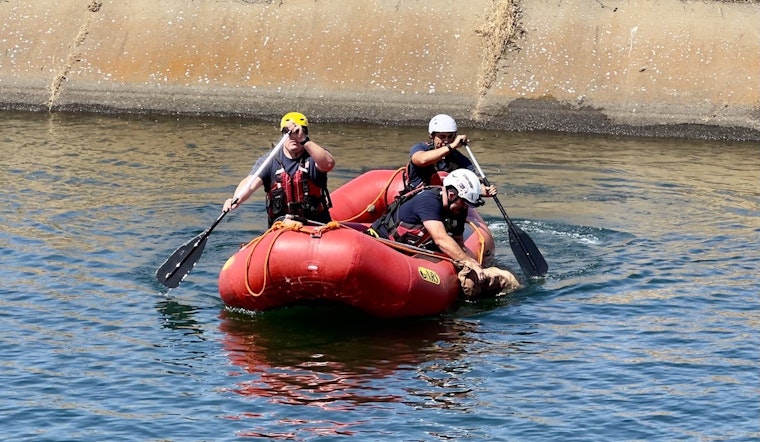 Sacramento Firefighters Conduct Successful Water Rescue of Deer from Local Canal