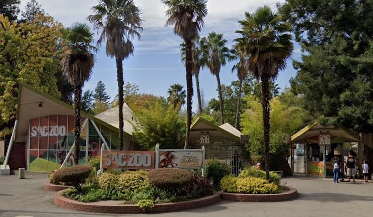 Sacramento Zoo Mourns Loss of Iconic Giraffe Skye After Compassionate Euthanization Due to Age-Related Health Issues