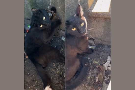 Saginaw Community Rallies for Cat Found with Padlocked Chain, Seeks Information on Animal Cruelty Case