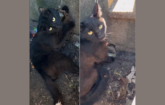 Saginaw Community Rallies for Cat Found with Padlocked Chain, Seeks Information on Animal Cruelty Case