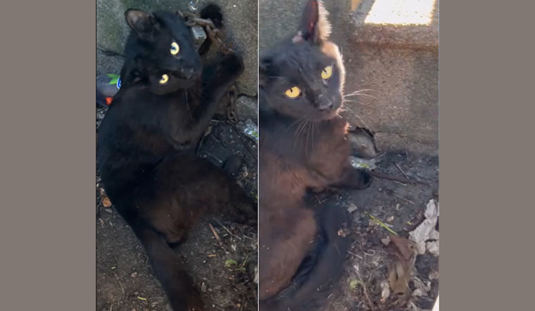 Saginaw Community Rallies for Cat Found with Padlocked Chain, Seeks Information on Animal Cruelty Case