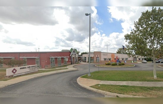 San Antonio Continues Search for Animal Care Services Head Amid Rising Concerns