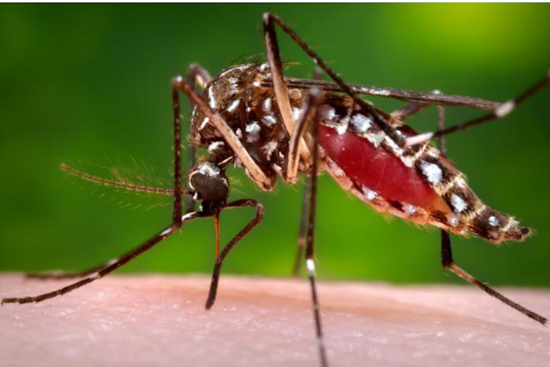 San Diego County Intensifies Dengue Prevention Efforts with Targeted Mosquito Control in Mt. Hope