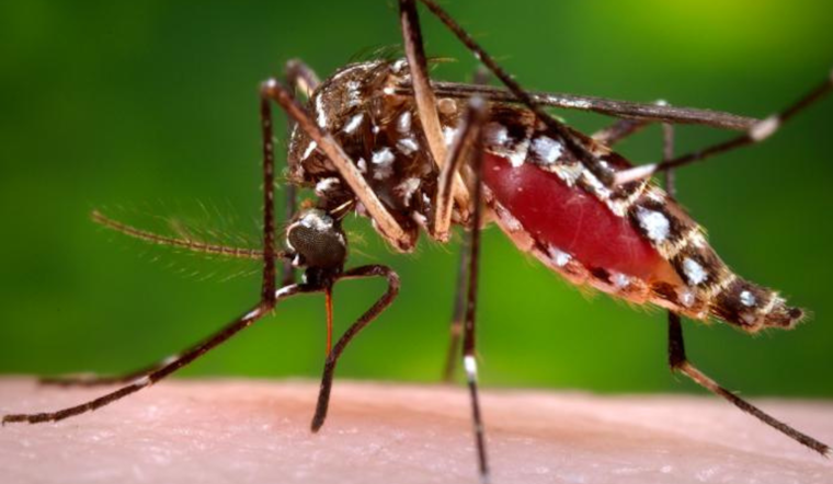 San Diego County Intensifies Dengue Prevention Efforts with Targeted Mosquito Control in Mt. Hope
