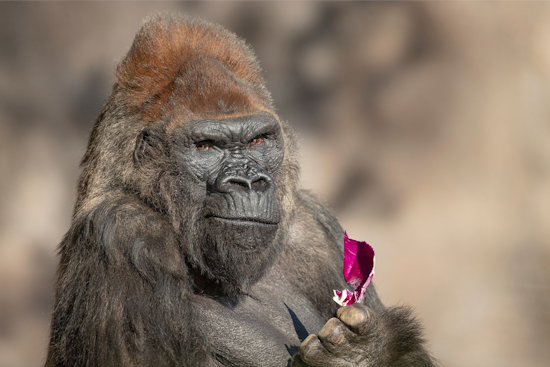 San Diego Mourns the Loss of Winston, Beloved Aging Gorilla at Safari Park