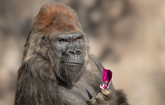San Diego Mourns the Loss of Winston, Beloved Aging Gorilla at Safari Park