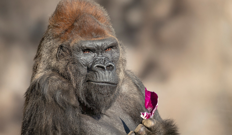San Diego Mourns the Loss of Winston, Beloved Aging Gorilla at Safari Park