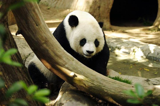 San Diego Zoo to Welcome Giant Pandas Yun Chuan and Xin Bao in Public Debut August 8