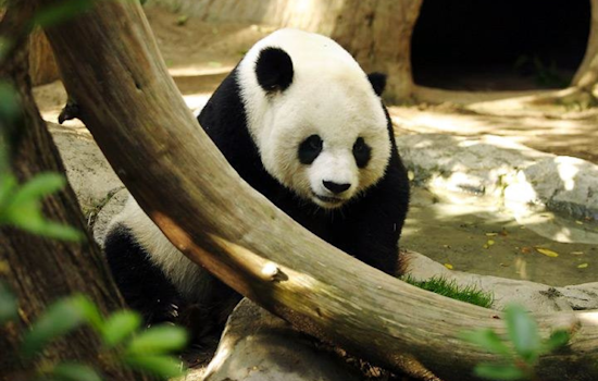 San Diego Zoo to Welcome Giant Pandas Yun Chuan and Xin Bao in Public Debut August 8