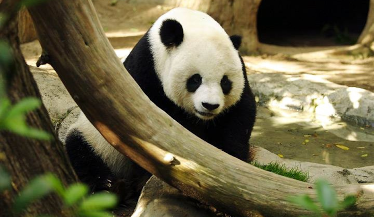 San Diego Zoo to Welcome Giant Pandas Yun Chuan and Xin Bao in Public Debut August 8