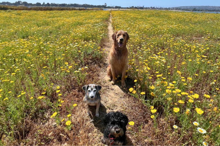 San Diego's Fiesta Island Tops USA Today Reader's Choice as Best Dog Park in the Nation