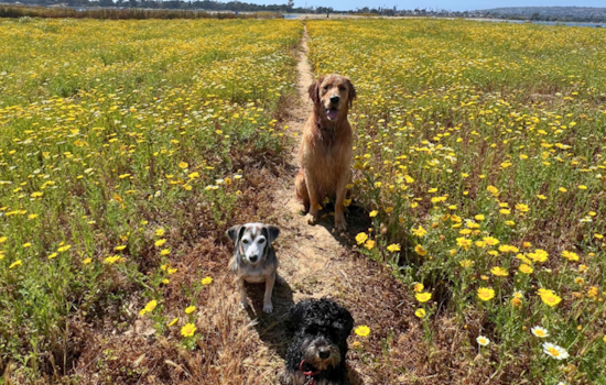 San Diego's Fiesta Island Tops USA Today Reader's Choice as Best Dog Park in the Nation