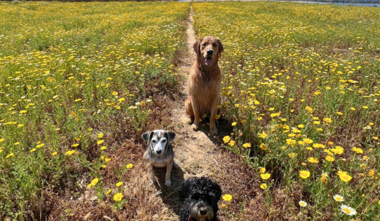 San Diego's Fiesta Island Tops USA Today Reader's Choice as Best Dog Park in the Nation
