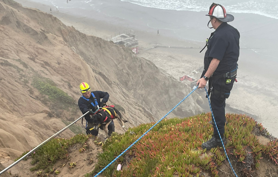 Daring Husky 'Rope Rescue' as SFFD Saves Dog from Fort Funston Cliffside, 15 Feet Down