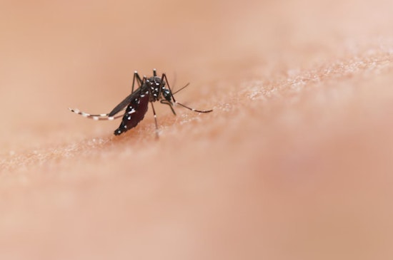 San Gabriel Valley on Alert as West Nile Virus Detected, Residents Urged to Take Preventive Actions