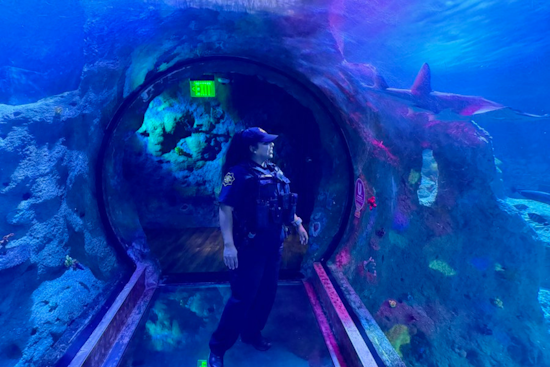 SEA LIFE Aquarium Grapevine Promotes Road Safety and Shark Conservation as Alternative to Rushed Shark Week Viewings