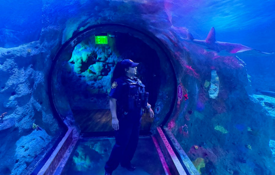 SEA LIFE Aquarium Grapevine Promotes Road Safety and Shark Conservation as Alternative to Rushed Shark Week Viewings