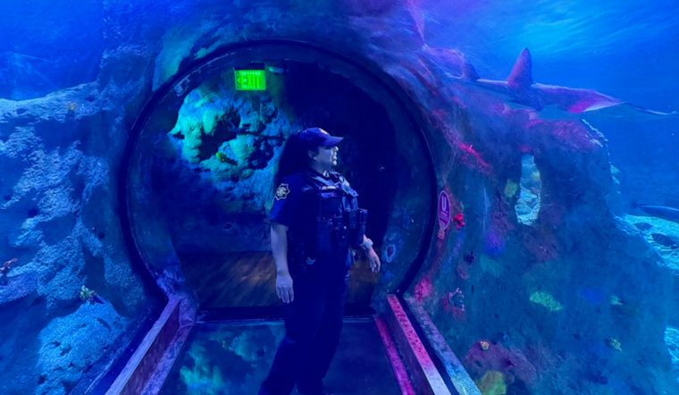 SEA LIFE Aquarium Grapevine Promotes Road Safety and Shark Conservation as Alternative to Rushed Shark Week Viewings