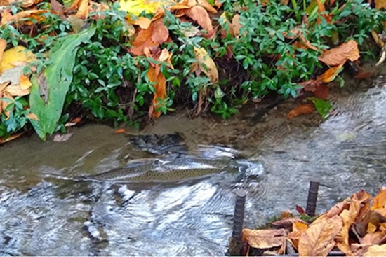 Seattle Public Utilities Seeks Consultants for California Ave SW Culvert Replacement to Secure Fauntleroy Creek's Ecology