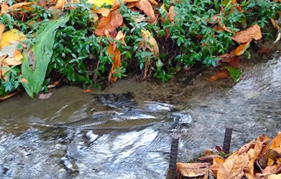 Seattle Public Utilities Seeks Consultants for California Ave SW Culvert Replacement to Secure Fauntleroy Creek's Ecology