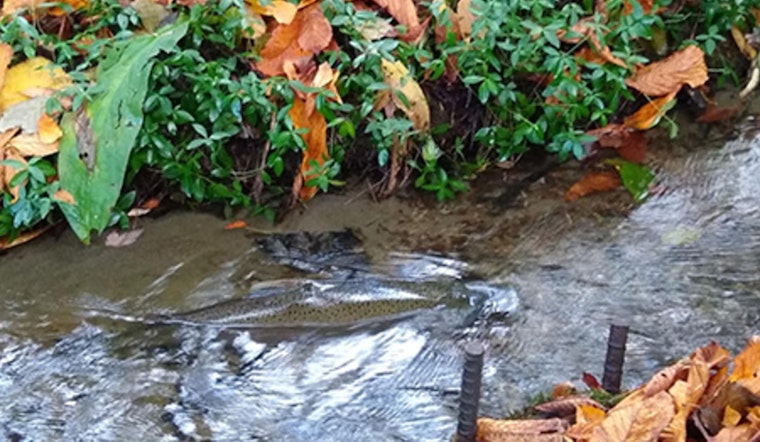 Seattle Public Utilities Seeks Consultants for California Ave SW Culvert Replacement to Secure Fauntleroy Creek's Ecology