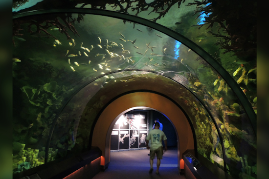 SeaWorld and Discovery Cove Make a Splash with "Ultimate Shark Experience" During Shark Week