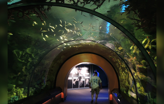 SeaWorld and Discovery Cove Make a Splash with "Ultimate Shark Experience" During Shark Week