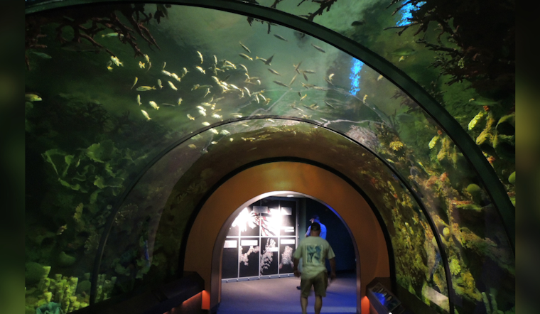 SeaWorld and Discovery Cove Make a Splash with "Ultimate Shark Experience" During Shark Week