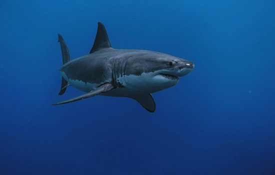 "Self-Portrait" by a Great White, Noted Shark Breton's Unusual Florida Visit Intrigues Scientists