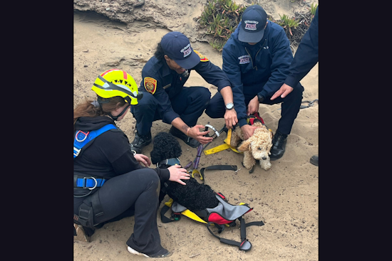 SFFD Skillfully Executes Cliffside Rescue of Person and Dogs at Fort Funston, San Francisco